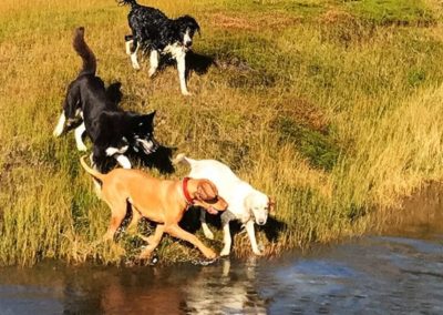 4 hunder som koser seg ved vannet